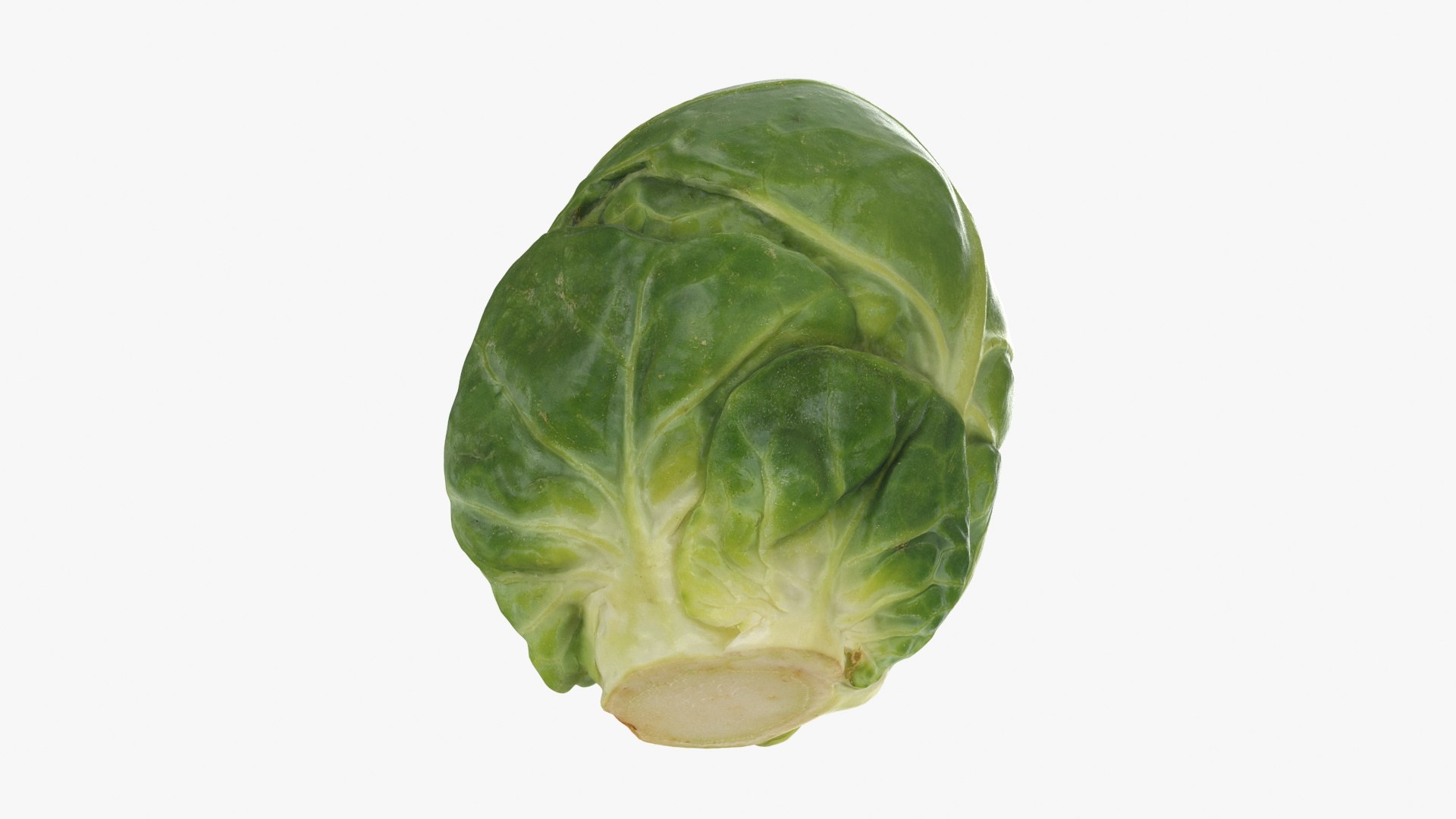 3D model Brussels Sprout 01 https://p.turbosquid.com/ts-thumb/ky/LRhIna/s5/brusselssprout01_b0020/jpg/1735043426/1920x1080/fit_q87/42a03569b5b0f5c1351a4572a7a79964367a68ad/brusselssprout01_b0020.jpg