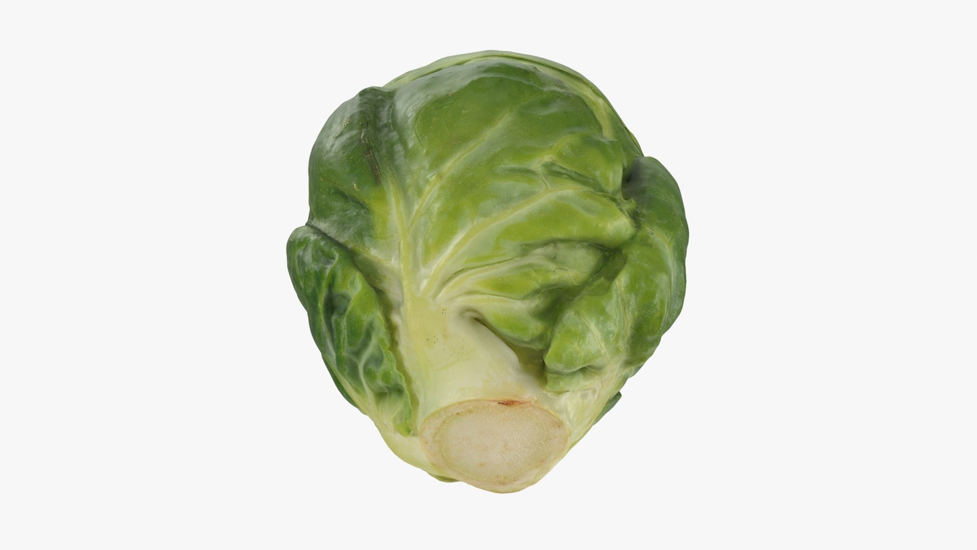 3D model Brussels Sprout 01 https://p.turbosquid.com/ts-thumb/ky/LRhIna/x5/brusselssprout01_b0022/jpg/1735043427/1920x1080/fit_q87/debdd2e932f78dc73ac52e5a680ccd8526d8bdc4/brusselssprout01_b0022.jpg