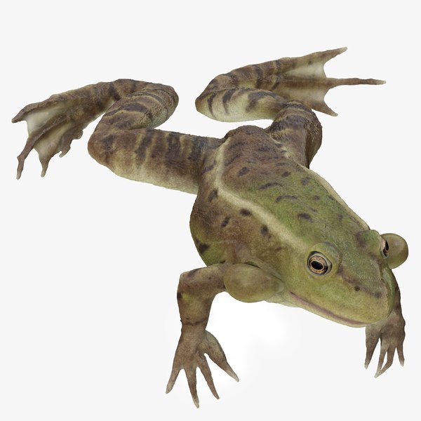 Swimming Pond Frog Animated3Dモデル - TurboSquid 1992302