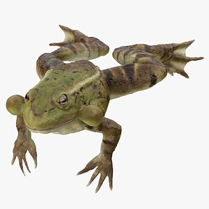 Swimming Pond Frog Animated