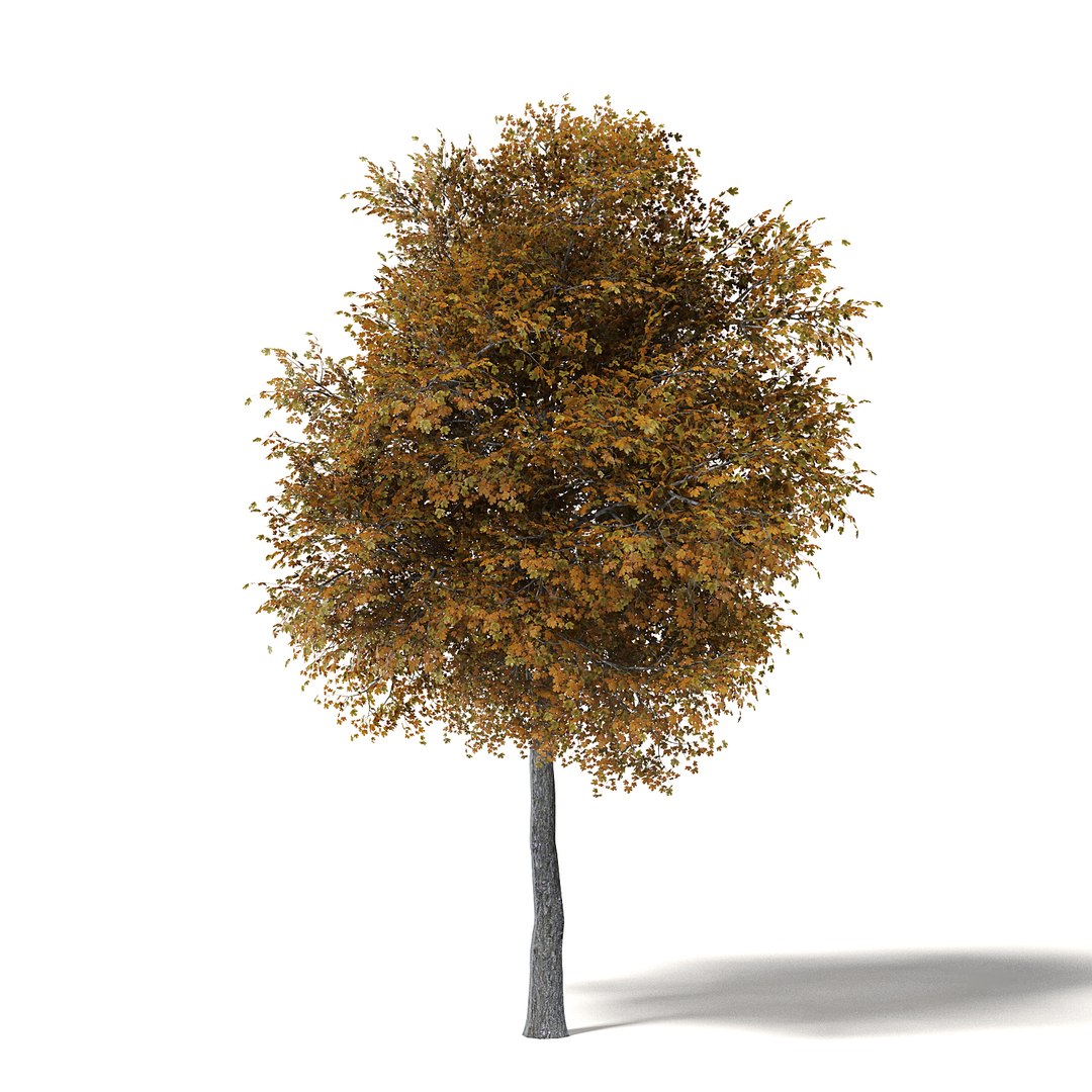 Field maple model - TurboSquid 1399335