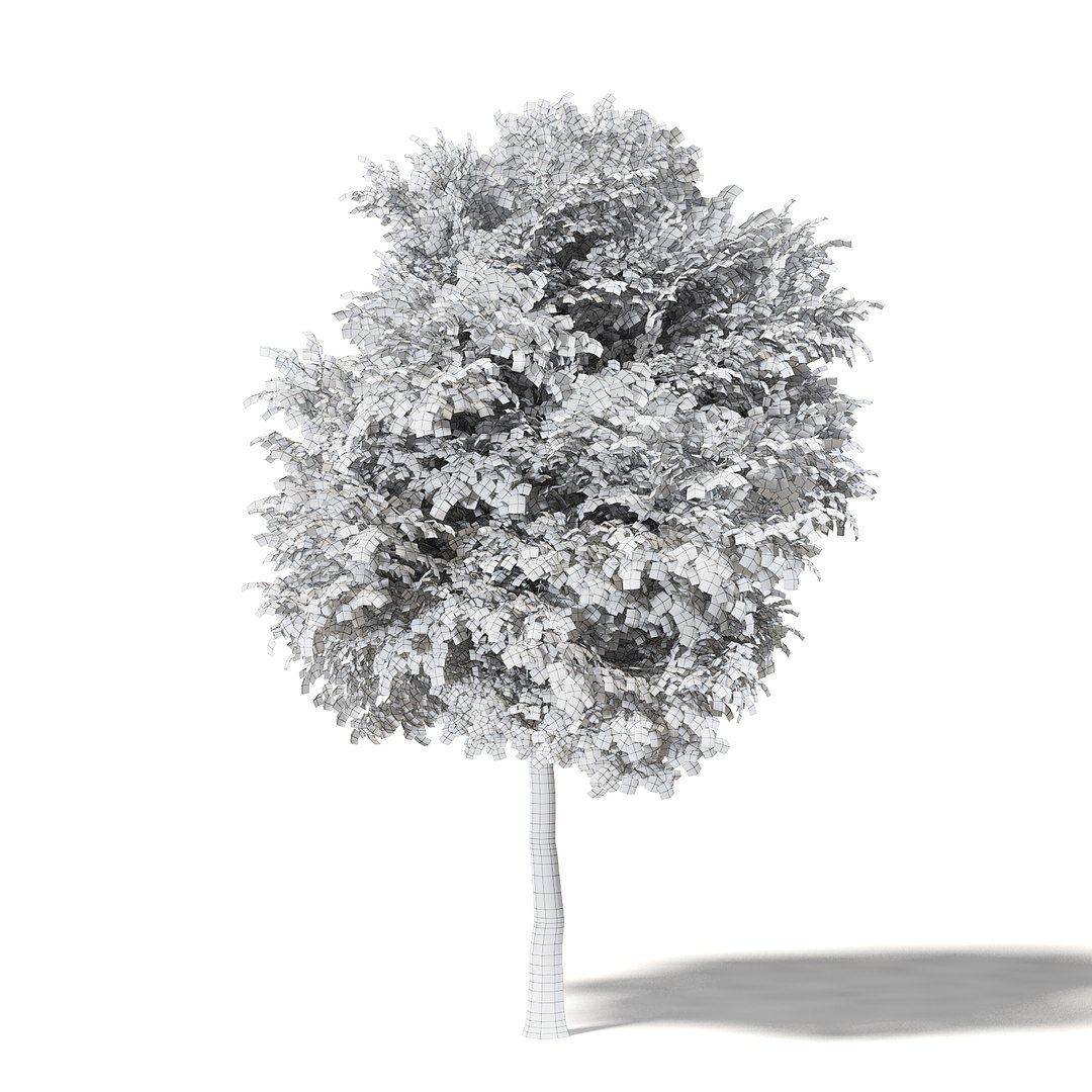 Field maple model - TurboSquid 1399335