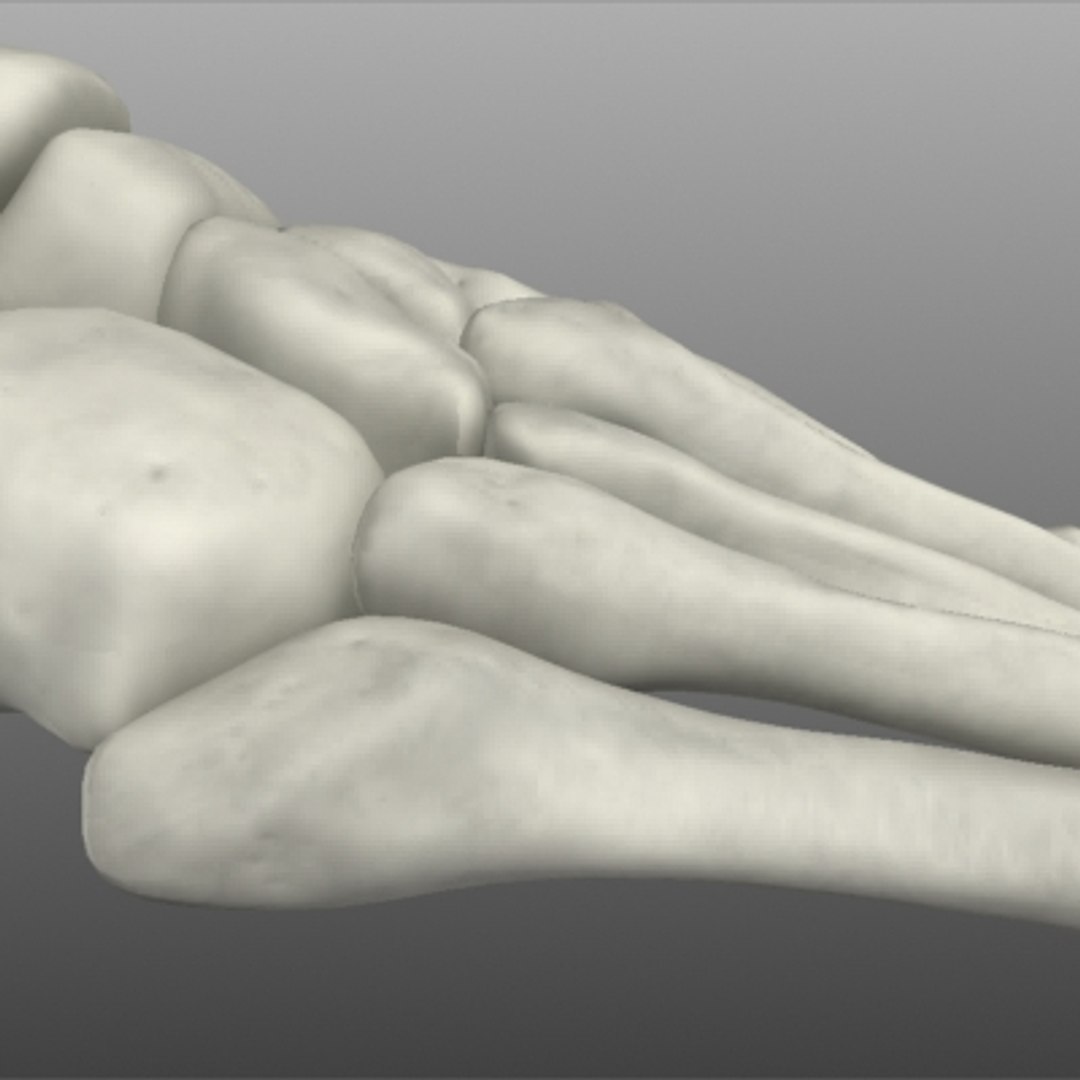 foot bones human max https://p.turbosquid.com/ts-thumb/ky/ZXTfY1/1hweAl26/detail03/jpg/1267504092/1920x1080/fit_q87/9bb6cf4d885e520c54ca238bd6982a4f9f3e7b80/detail03.jpg