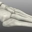 Human Foot Bones