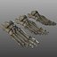 Human Foot Bones