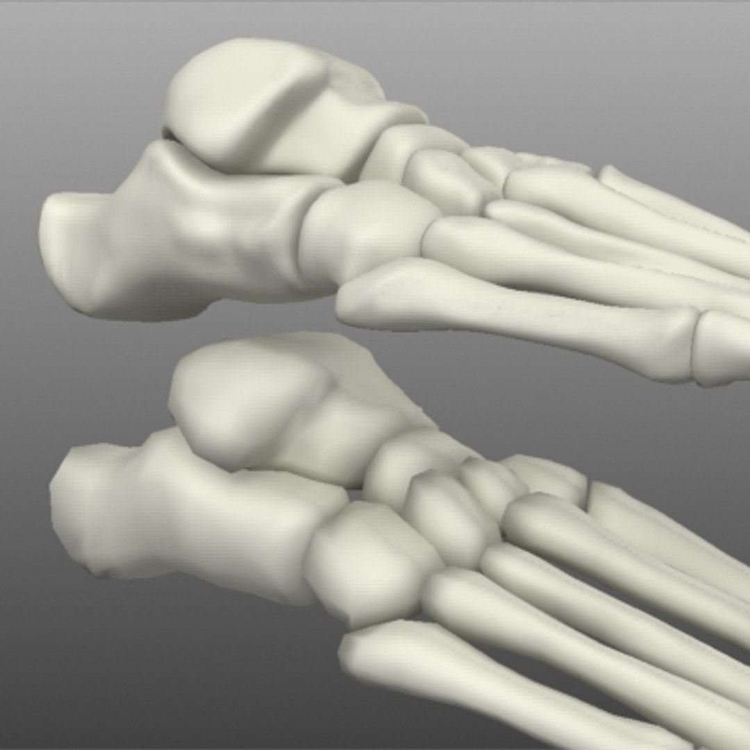 foot bones human max https://p.turbosquid.com/ts-thumb/ky/ZXTfY1/7MbFrEfL/comparisongourad/jpg/1267504081/1920x1080/fit_q87/271e8753e79e93b12cf27d58d6c6d0b6f97cb528/comparisongourad.jpg