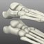 Human Foot Bones