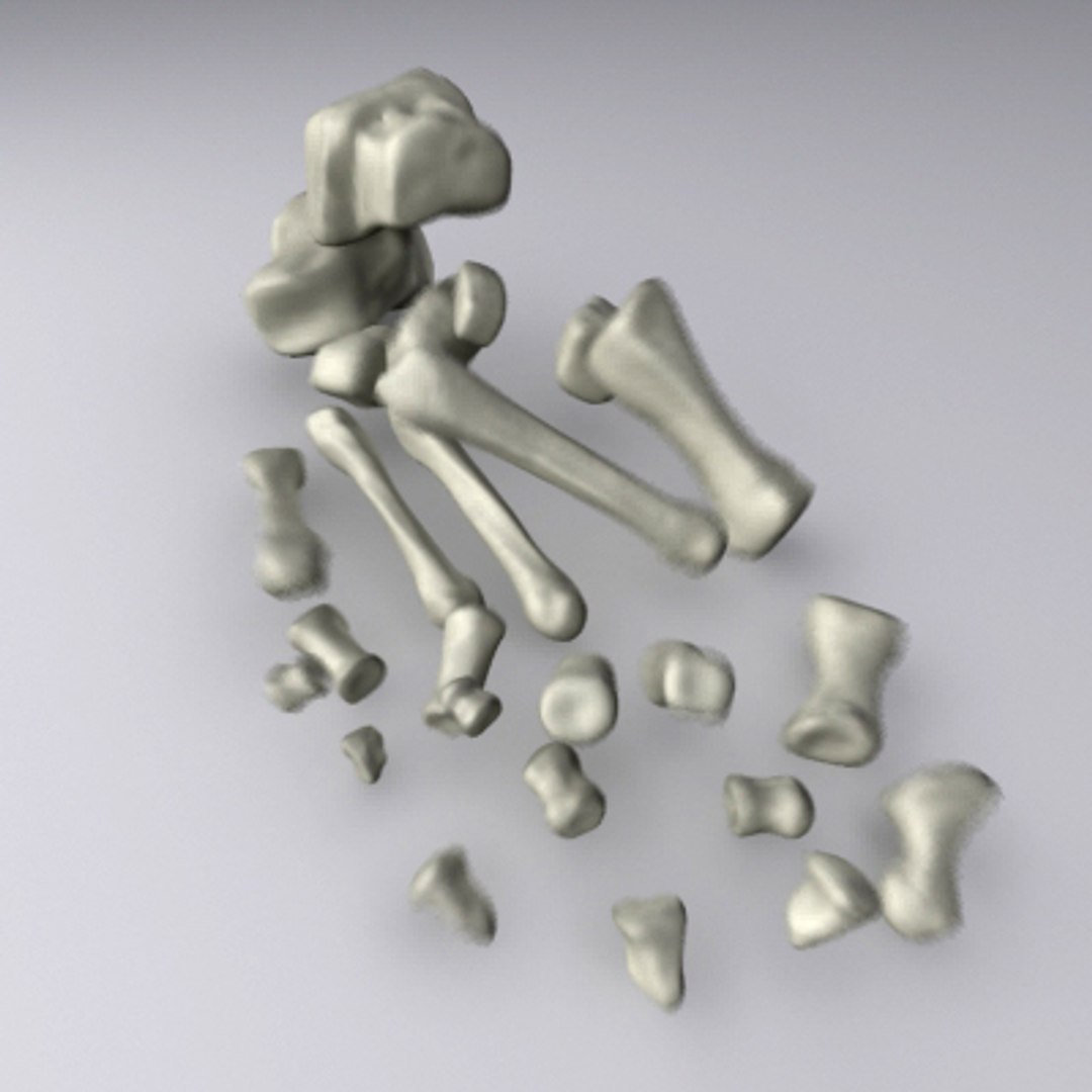foot bones human max https://p.turbosquid.com/ts-thumb/ky/ZXTfY1/HgBY6VWz/explodedview/jpg/1267504095/1920x1080/fit_q87/1c0b7d22fb322678bd39dc70ece062f4733832dd/explodedview.jpg