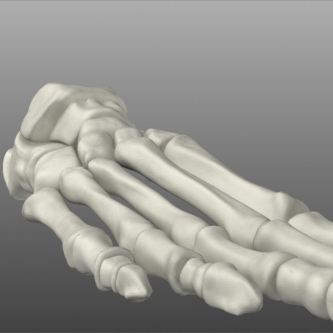 foot bones human max https://p.turbosquid.com/ts-thumb/ky/ZXTfY1/KSFHux6q/front/jpg/1267504096/1920x1080/fit_q87/68bd863c6369092fabf055ad432c52850f859657/front.jpg