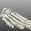 Human Foot Bones