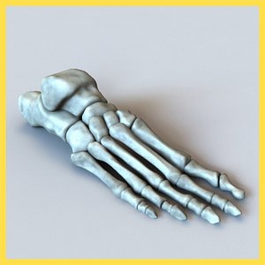 Human Foot Bones