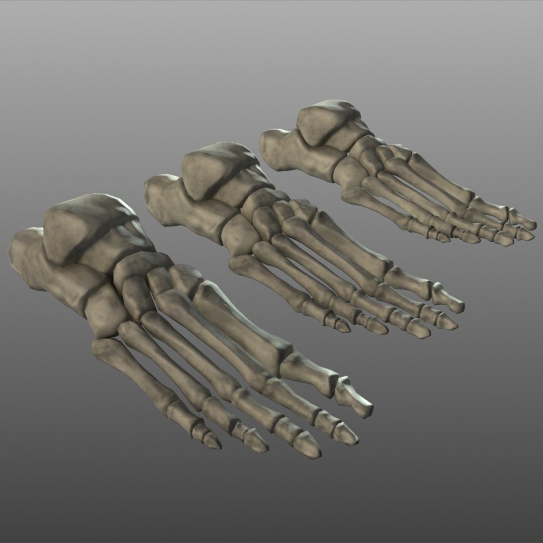 foot bones human max https://p.turbosquid.com/ts-thumb/ky/ZXTfY1/S4Qzqmhp/resolutioncomparison00/jpg/1267504104/1920x1080/fit_q87/50a1472eba97f9fdd09d0011fe70e5a098c16e2f/resolutioncomparison00.jpg