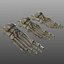 Human Foot Bones
