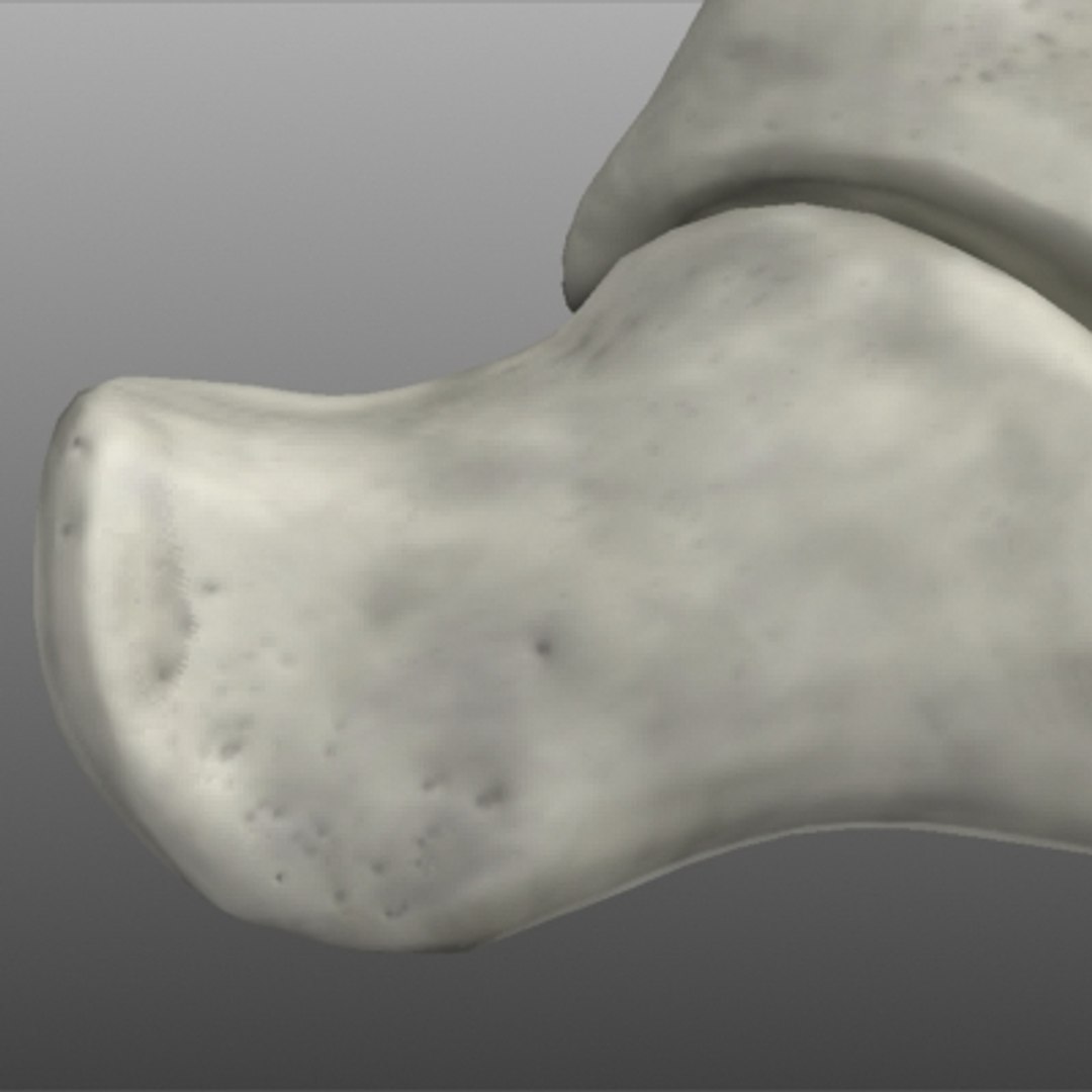 foot bones human max https://p.turbosquid.com/ts-thumb/ky/ZXTfY1/a9A4UTik/detail02/jpg/1267504090/1920x1080/fit_q87/bfcda0d95cc4fe4e04d613b5727a473c666e1373/detail02.jpg