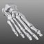 Human Foot Bones