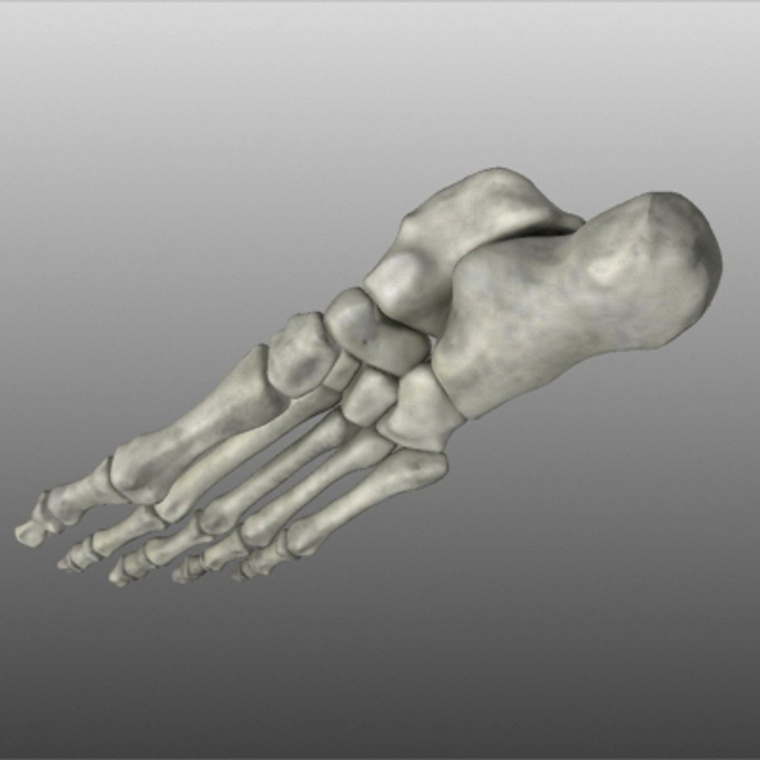 foot bones human max