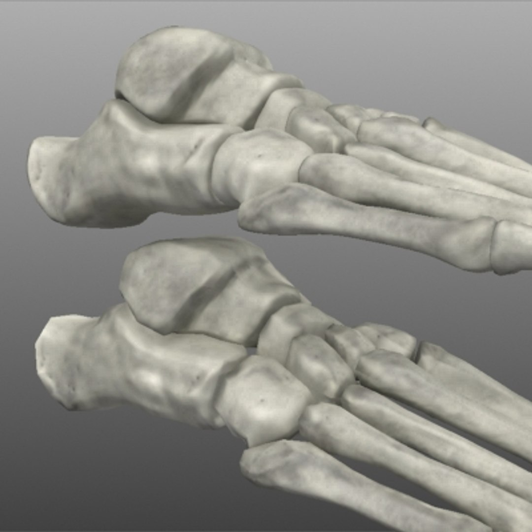 foot bones human max https://p.turbosquid.com/ts-thumb/ky/ZXTfY1/pfT17B7e/comparisontexture/jpg/1267504089/1920x1080/fit_q87/172cf2ba24429df8d186b6bf2f422b62681c9c41/comparisontexture.jpg