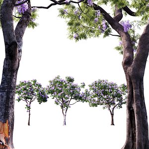 3D Jacaranda mimosifolia