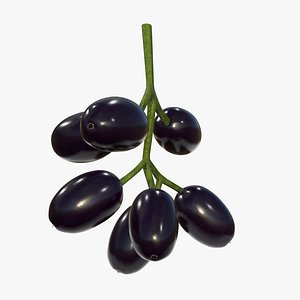 3D plum jambolan model