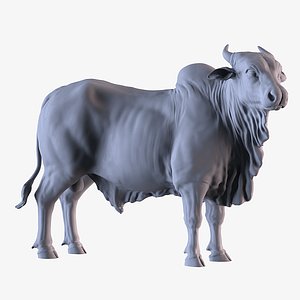 Ongole Bull model