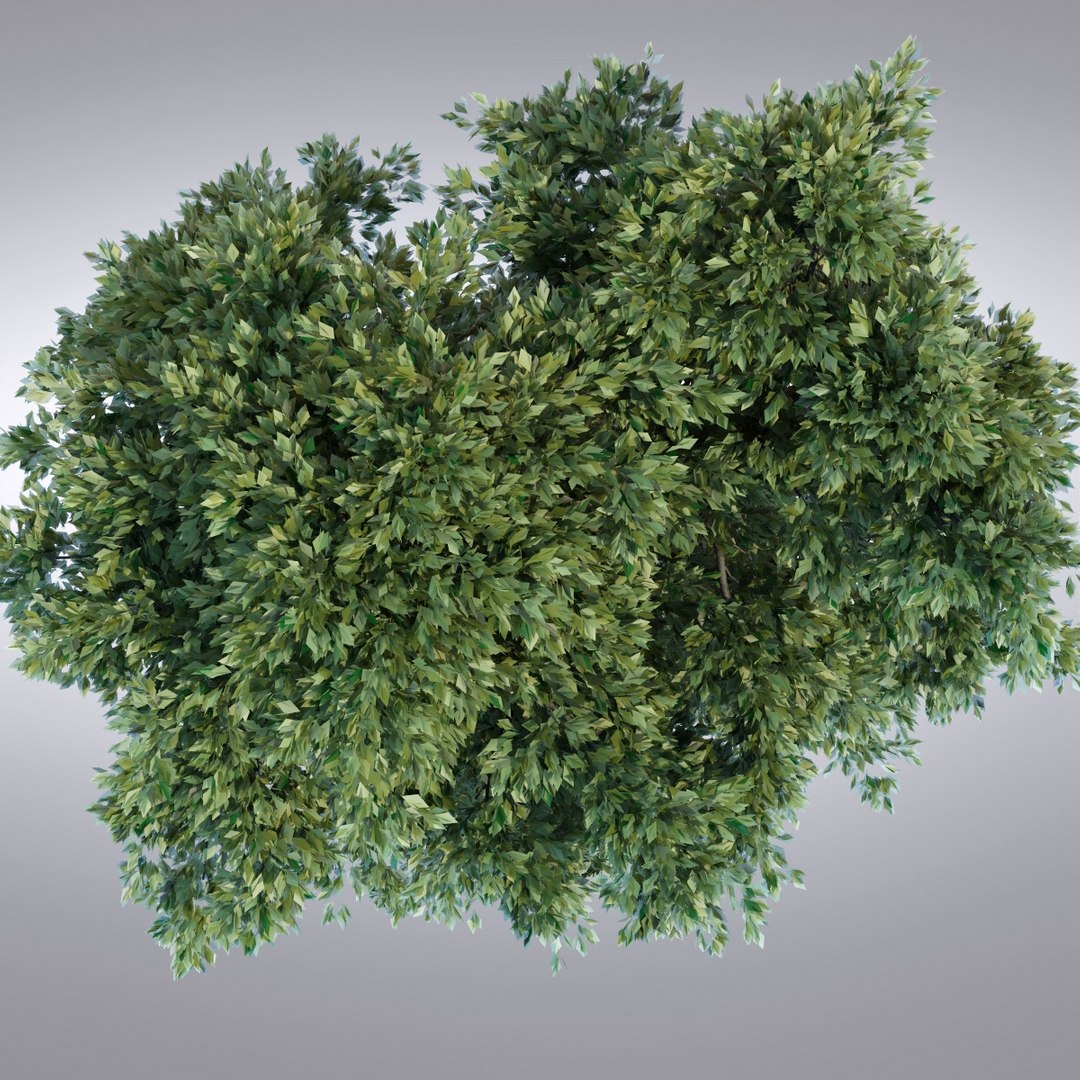 hi realistic series tree 3d model https://p.turbosquid.com/ts-thumb/kz/2SJDwF/1RJzezrh/tree93_0004/jpg/1345744389/1920x1080/fit_q87/5e4b2da971be7b833df9a02724792cb4557c323a/tree93_0004.jpg