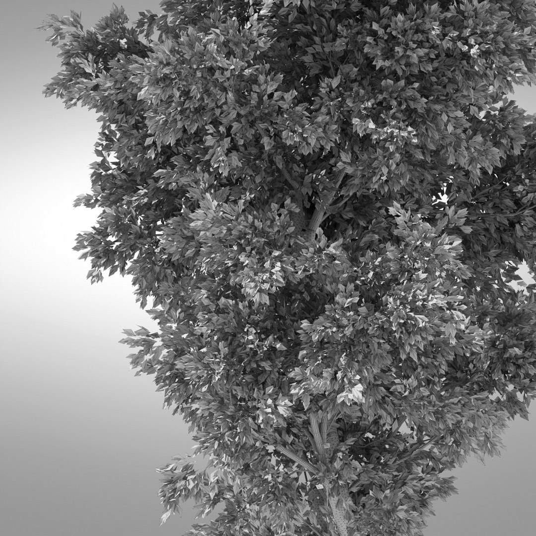 hi realistic series tree 3d model https://p.turbosquid.com/ts-thumb/kz/2SJDwF/HTDHCKk8/tree93_edges0004/jpg/1345744389/1920x1080/fit_q87/5a82467913fe559520f6b87b186a30200b404b06/tree93_edges0004.jpg