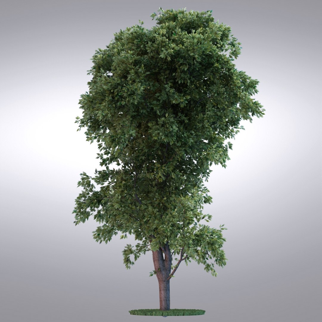 Hi Realistic Series Tree 3d Model