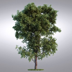 HI Realistic Series Tree - 093