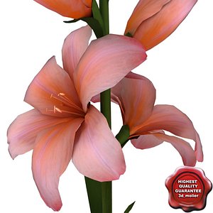 Gladiolus