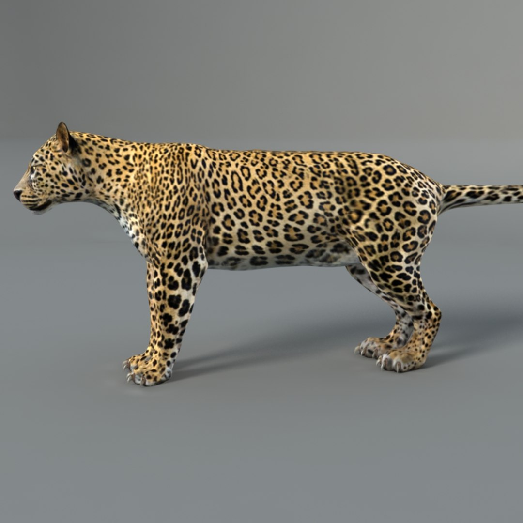 Rigged Leopard 3D Model - TurboSquid 1283702