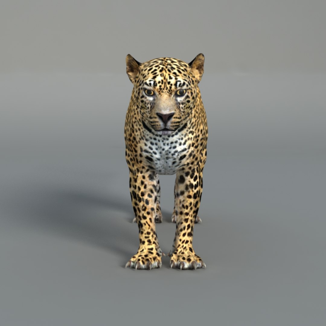 Rigged Leopard 3D Model - TurboSquid 1283702
