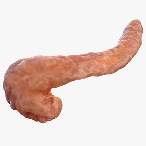 Human Pancreas