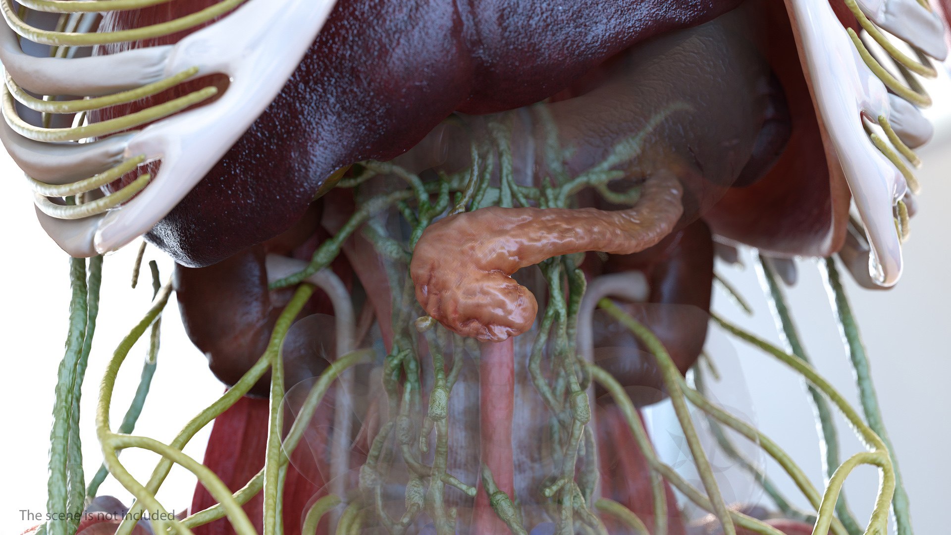 Human Pancreas 3D model preview