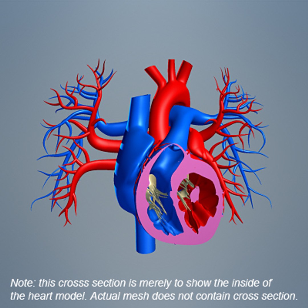 human heart max https://p.turbosquid.com/ts-thumb/kz/bBTXVA/2wzfZ8Y0/heart_03_small/jpg/1229070802/1920x1080/fit_q87/9e283c17aa999f7b6b1860e7eafc3e3d62cd21fc/heart_03_small.jpg