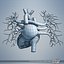 Human Heart Model (No Textures)