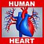 Human Heart Model (No Textures)