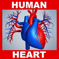 Human Heart Model (No Textures)