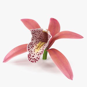 Orchid Flower Pink Fur 3D