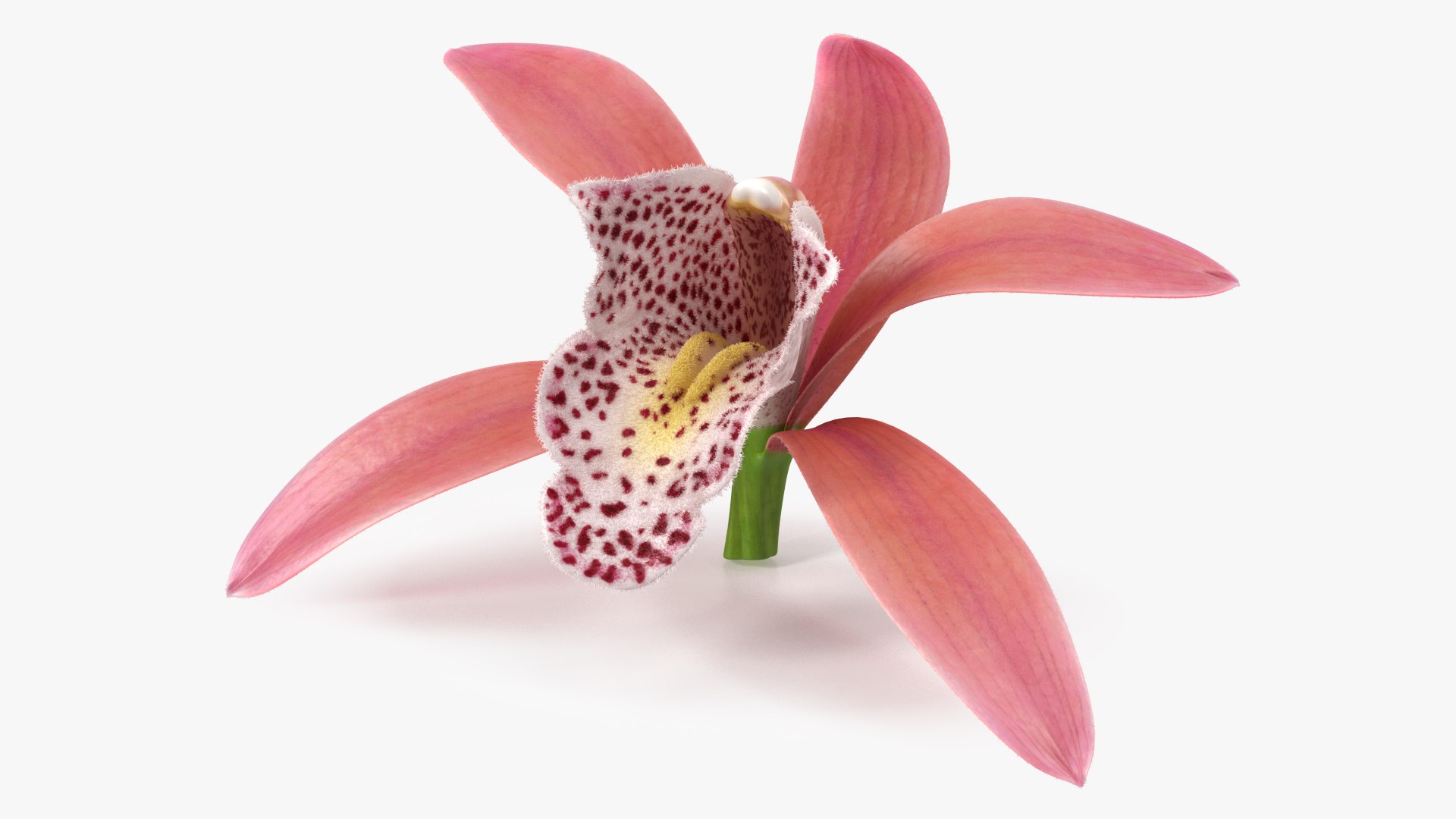 Orchid Flower Pink Fur 3D model preview