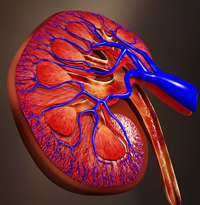 Kidney