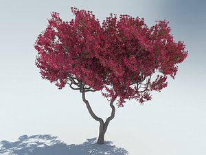 bougainvillea