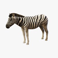 Zebra - Static PBR
