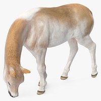 Shetland Pony in Grazing Pose