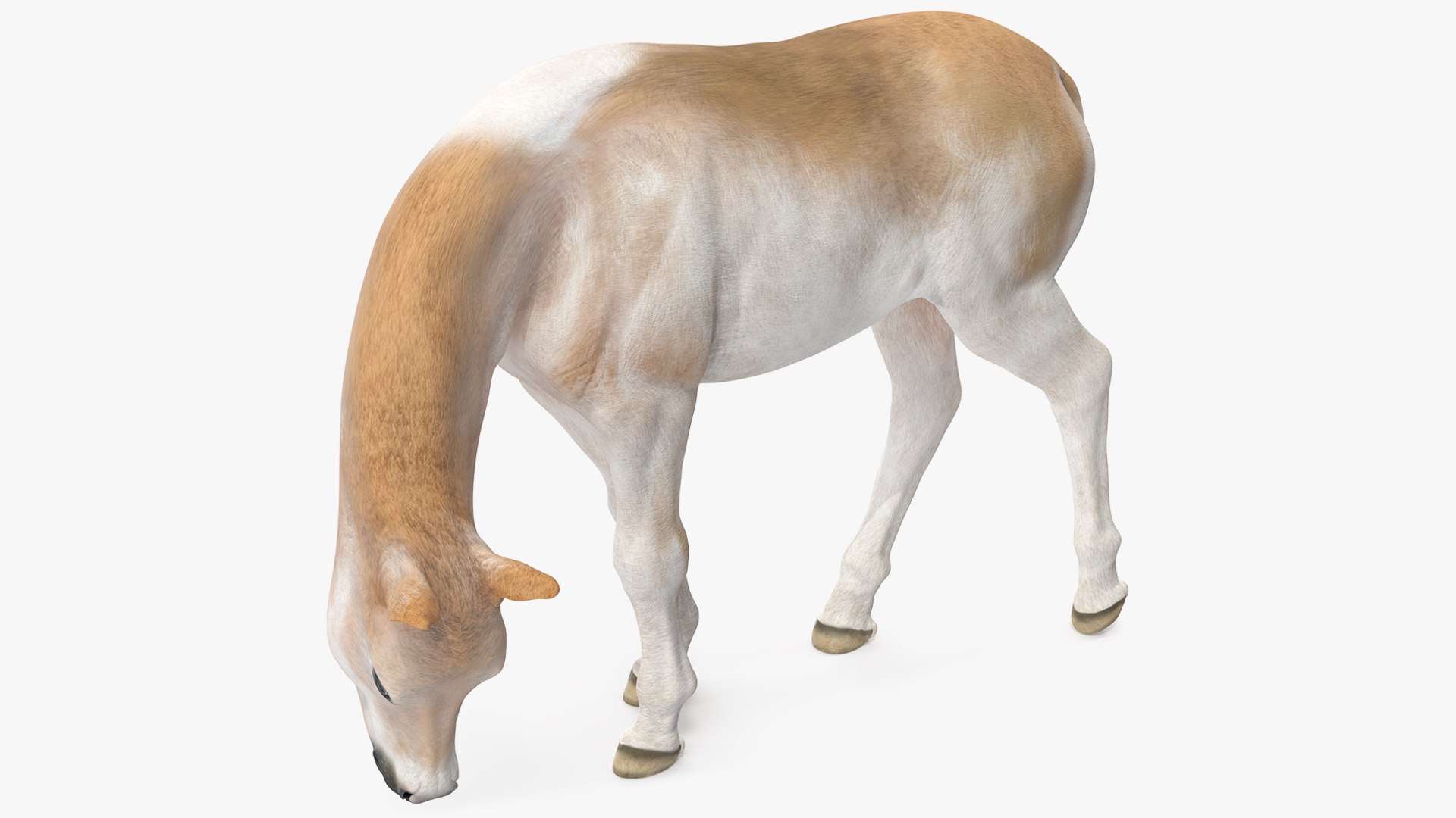 Shetland Pony in Grazing Pose 3D model preview