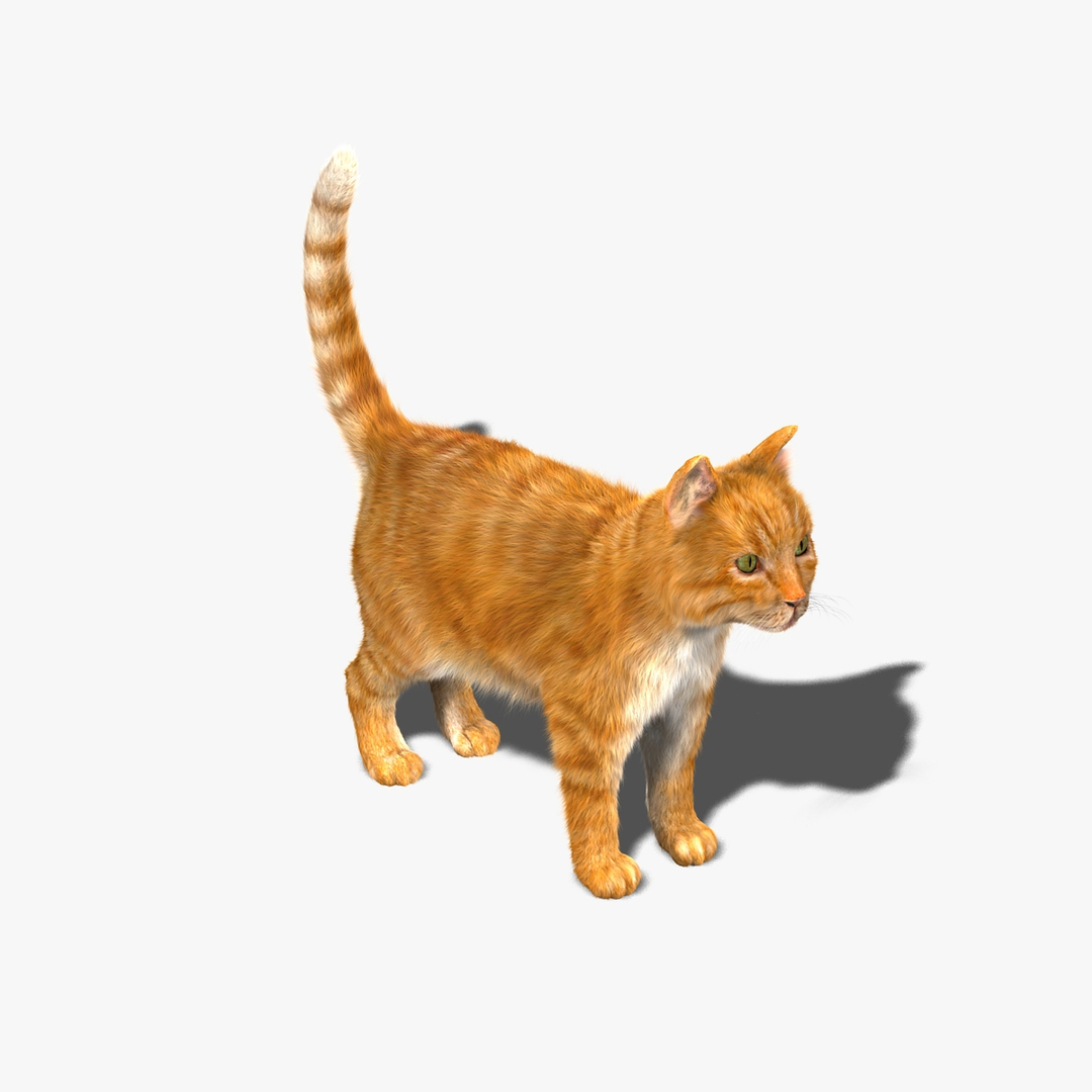 3d Model Cat Orange Tabby Fur