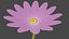 marguerite flower