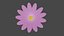 marguerite flower