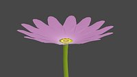 marguerite flower
