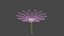 marguerite flower