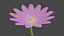 marguerite flower